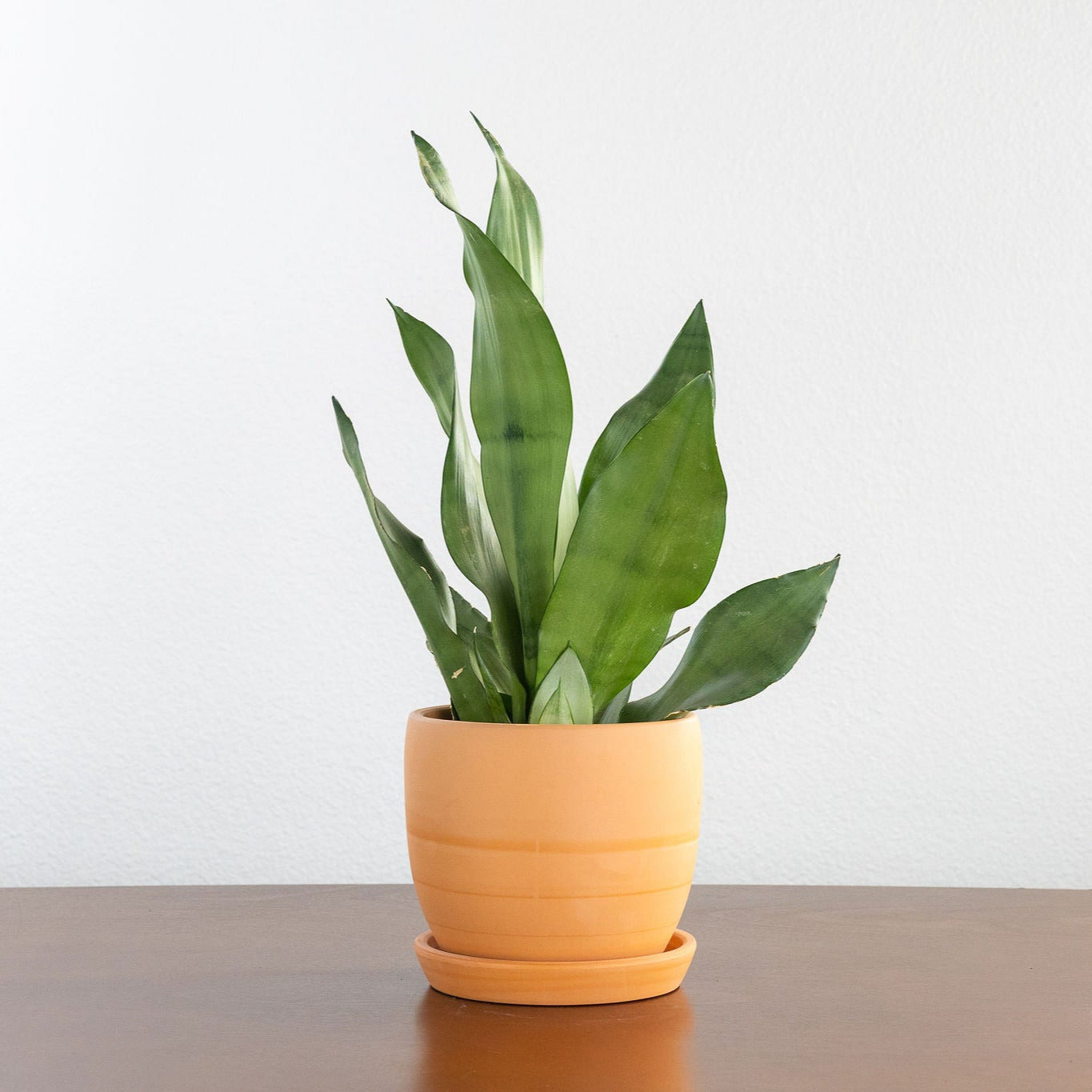 Sansevieria 'Moonshine'