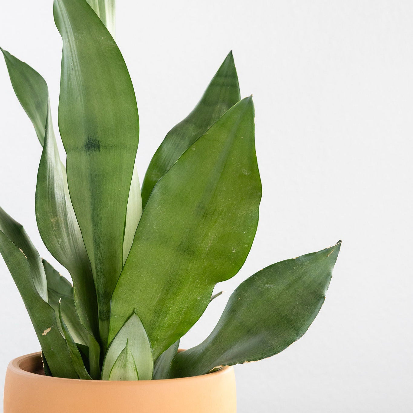 Sansevieria 'Moonshine'