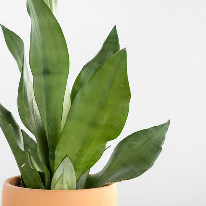 Sansevieria 'Moonshine'
