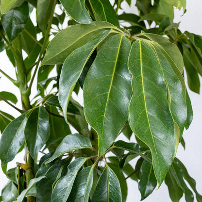 Schefflera 'Amate'