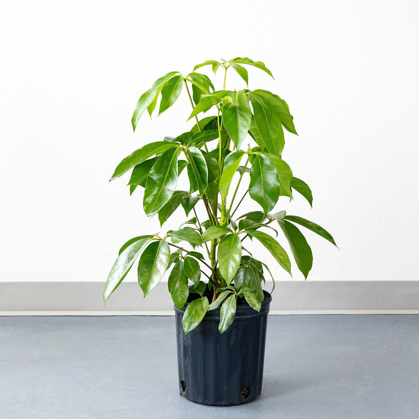 Potted plant on a light gray surface with a white background