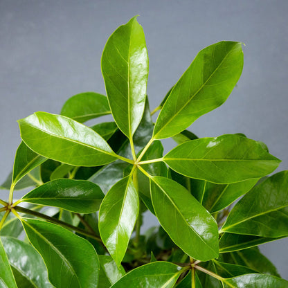 Schefflera 'Amate'