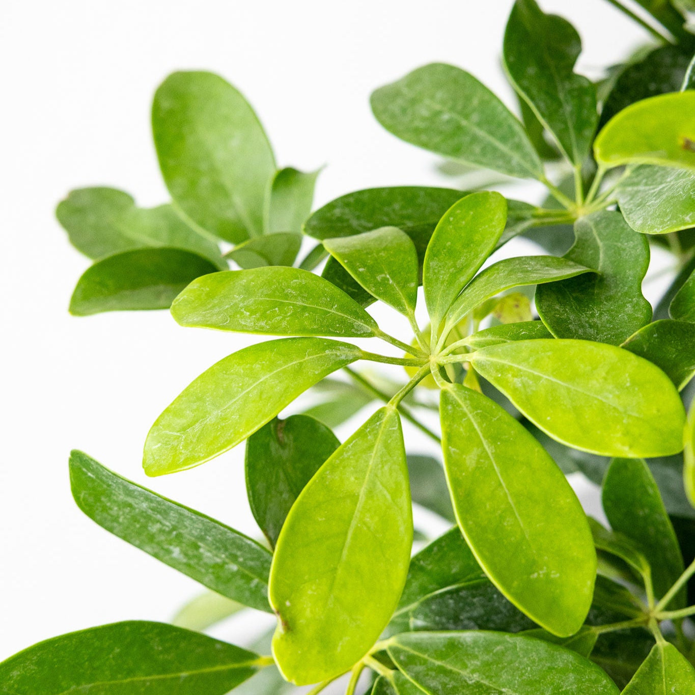 Schefflera 'Arboricola Braid'