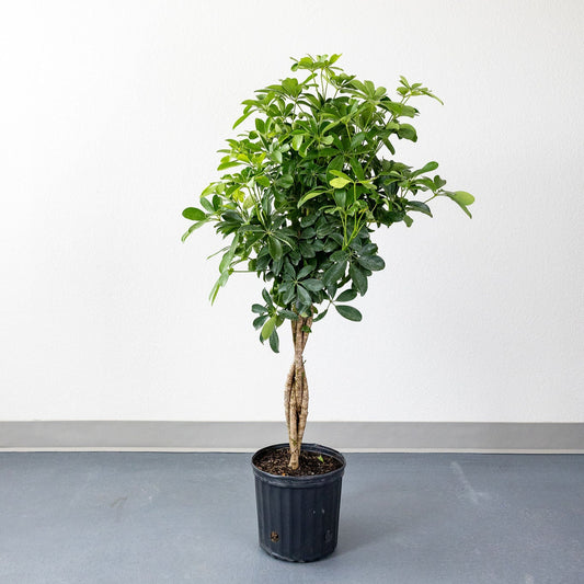 Schefflera 'Arboricola Braid'