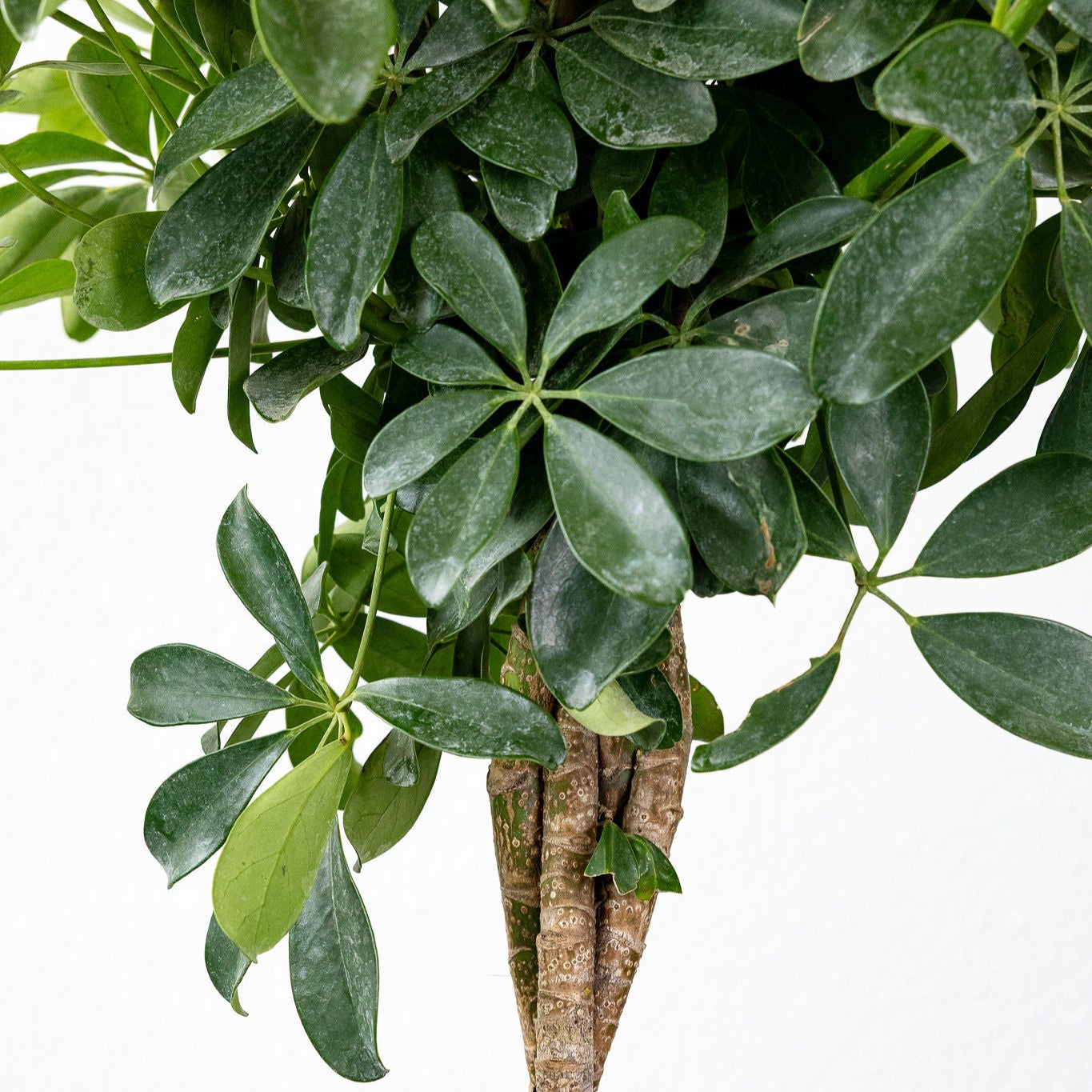Schefflera 'Arboricola Braid'