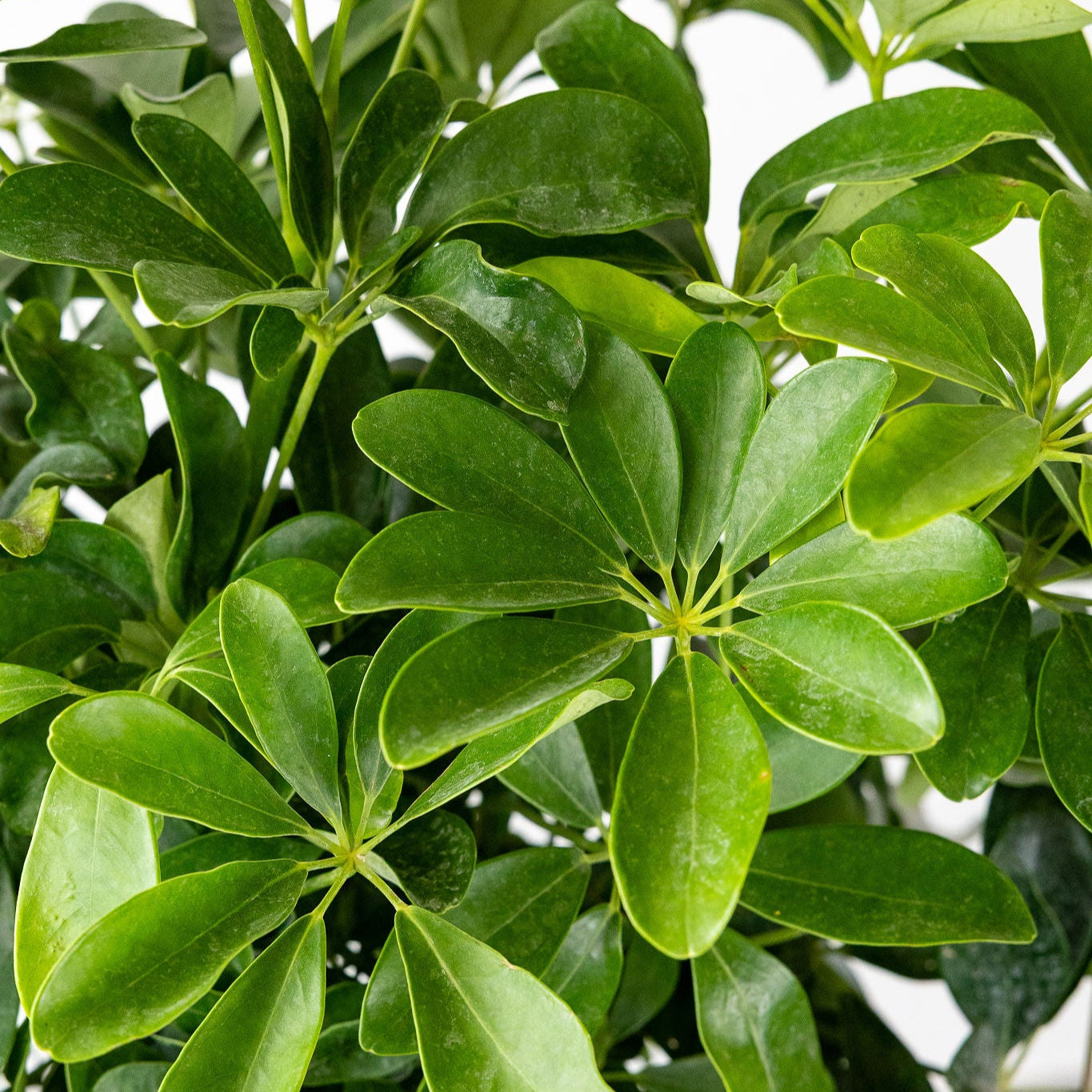 Schefflera 'Arboricola Braid'