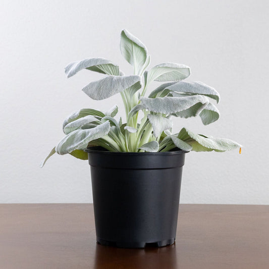 Senecio 'Angel Wings'