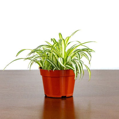 Spider Plant