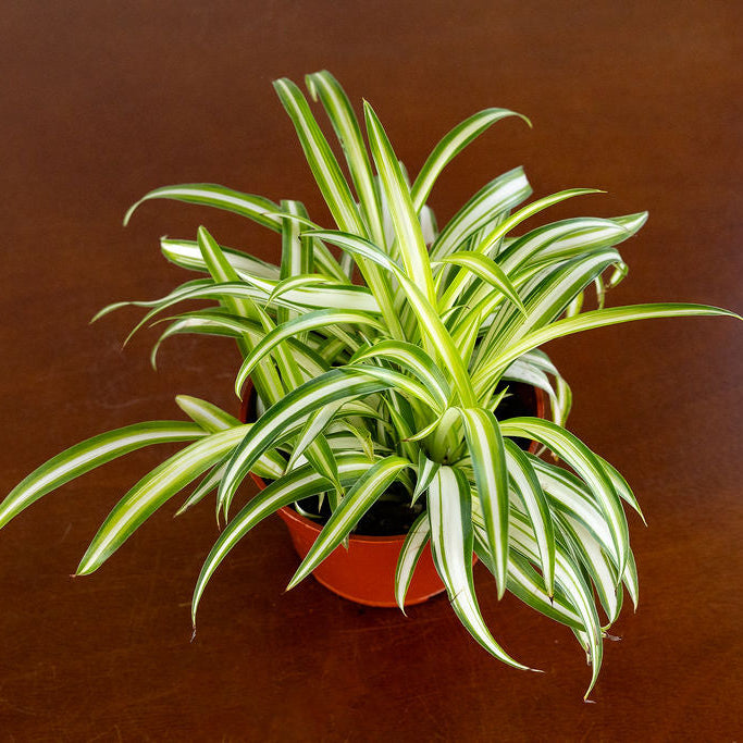 Spider Plant