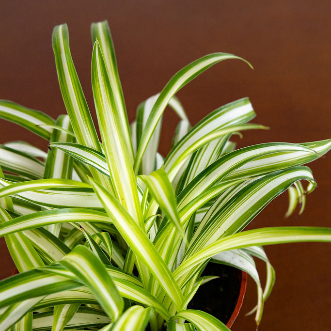 Spider Plant