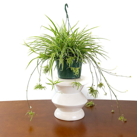 Spider Plant