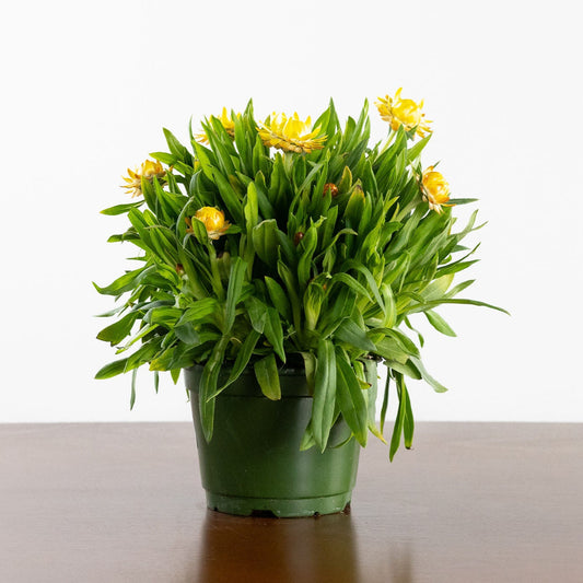 Strawflower, Yellow
