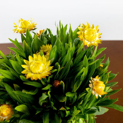 Strawflower, Yellow