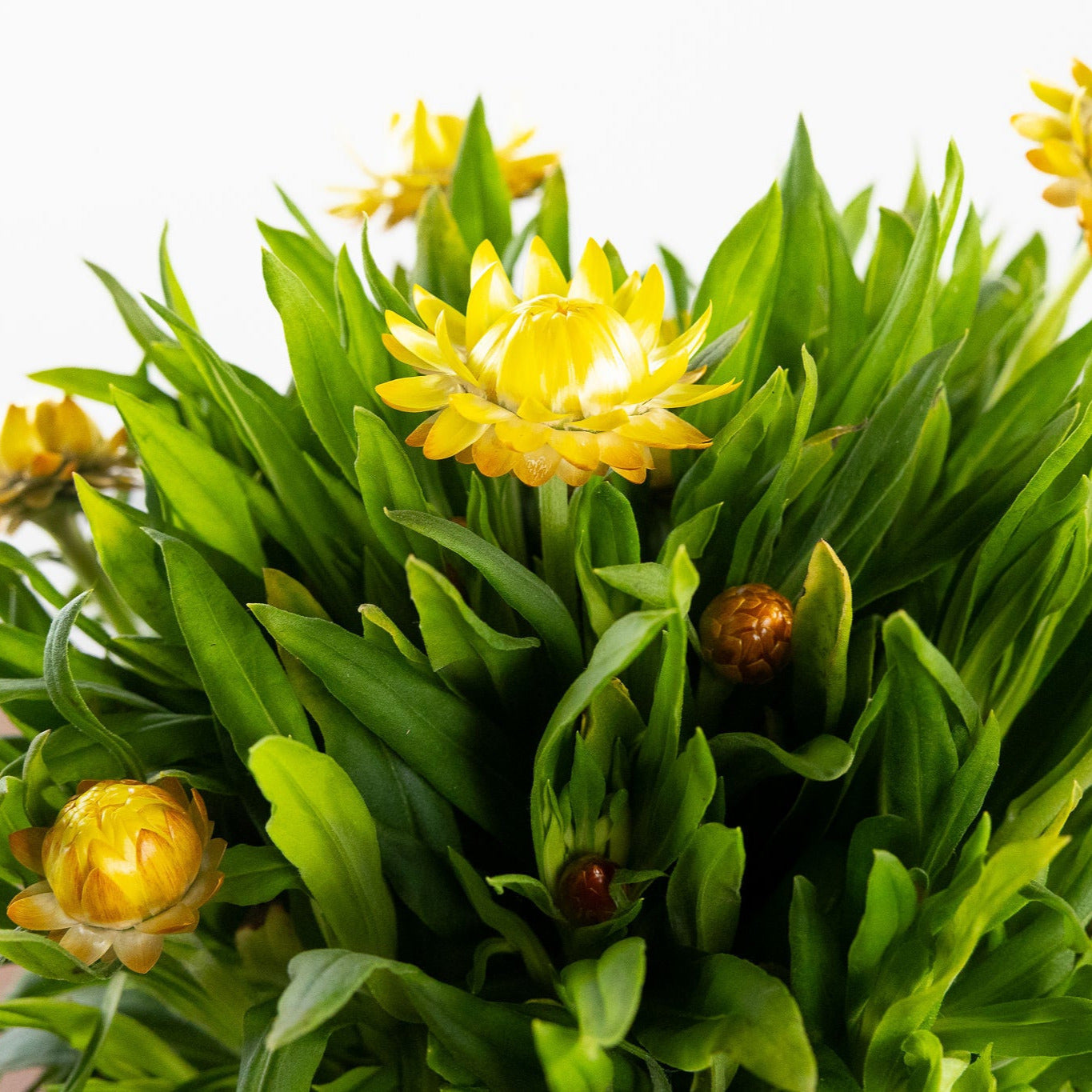 Strawflower, Yellow