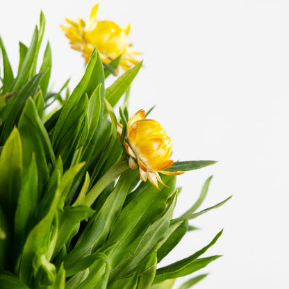 Strawflower, Yellow