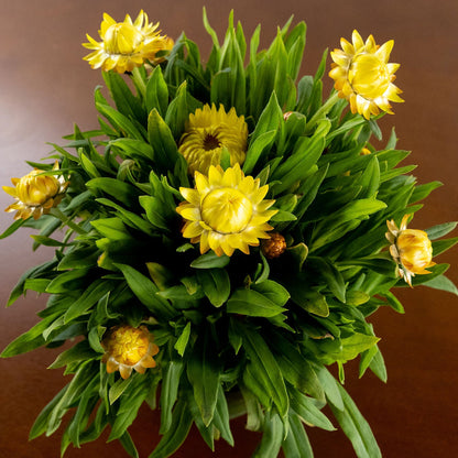 Strawflower, Yellow