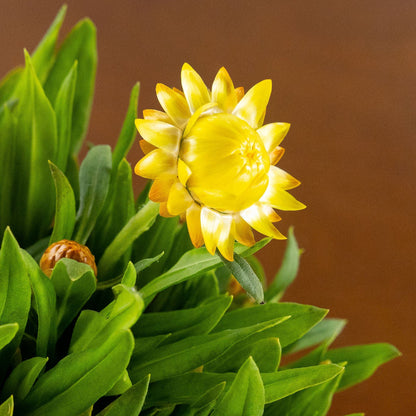 Strawflower, Yellow