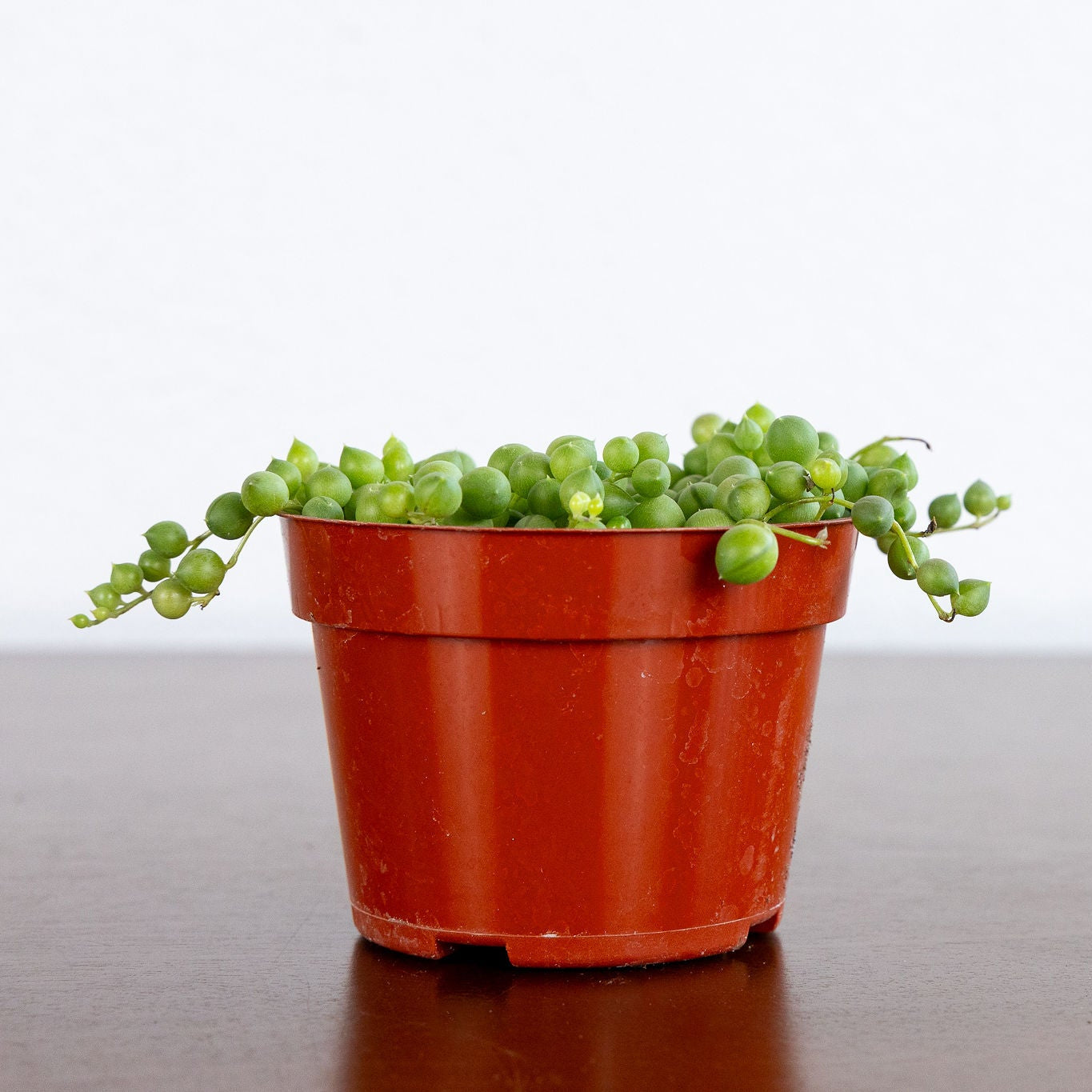 String of Pearls