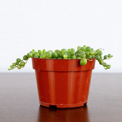 String of Pearls