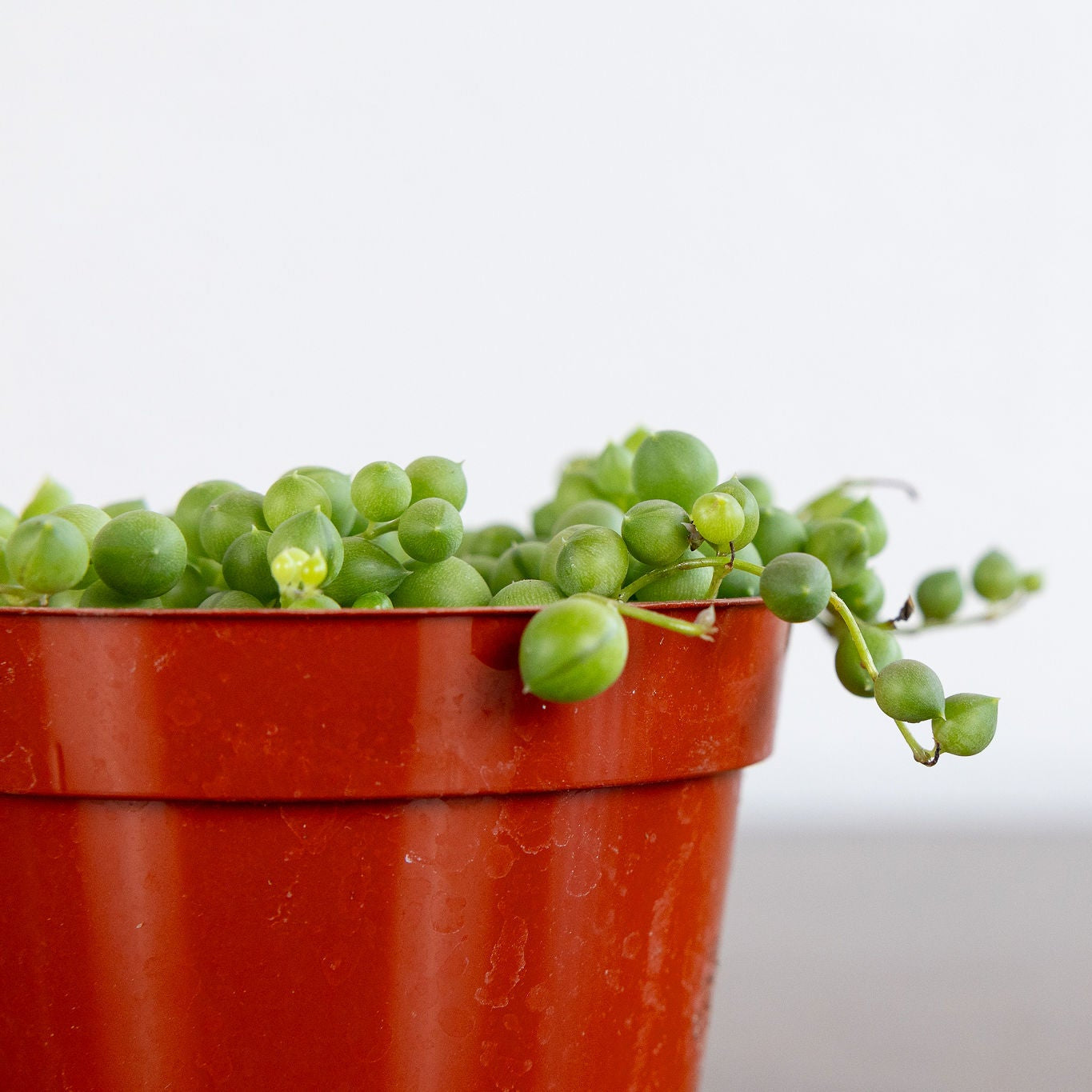 String of Pearls