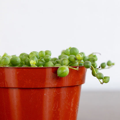 String of Pearls