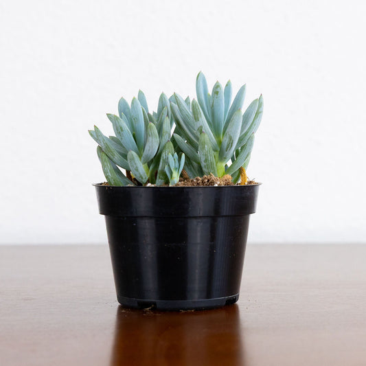 Succulent 'Blue Chalksticks'