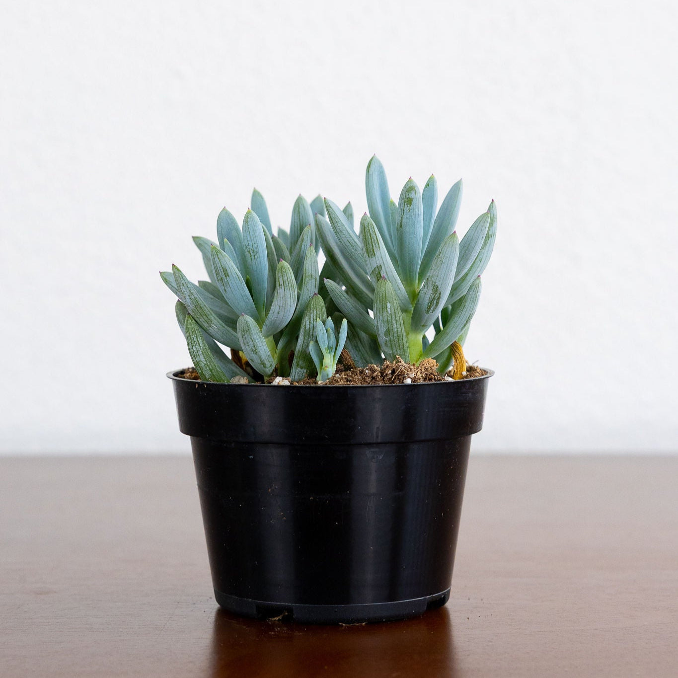 Succulent 'Blue Chalksticks'