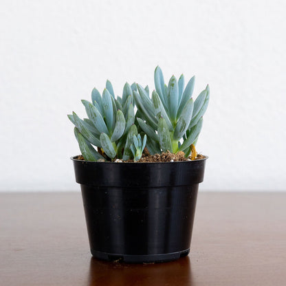 Succulent 'Blue Chalksticks'