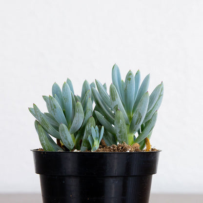 Succulent 'Blue Chalksticks'