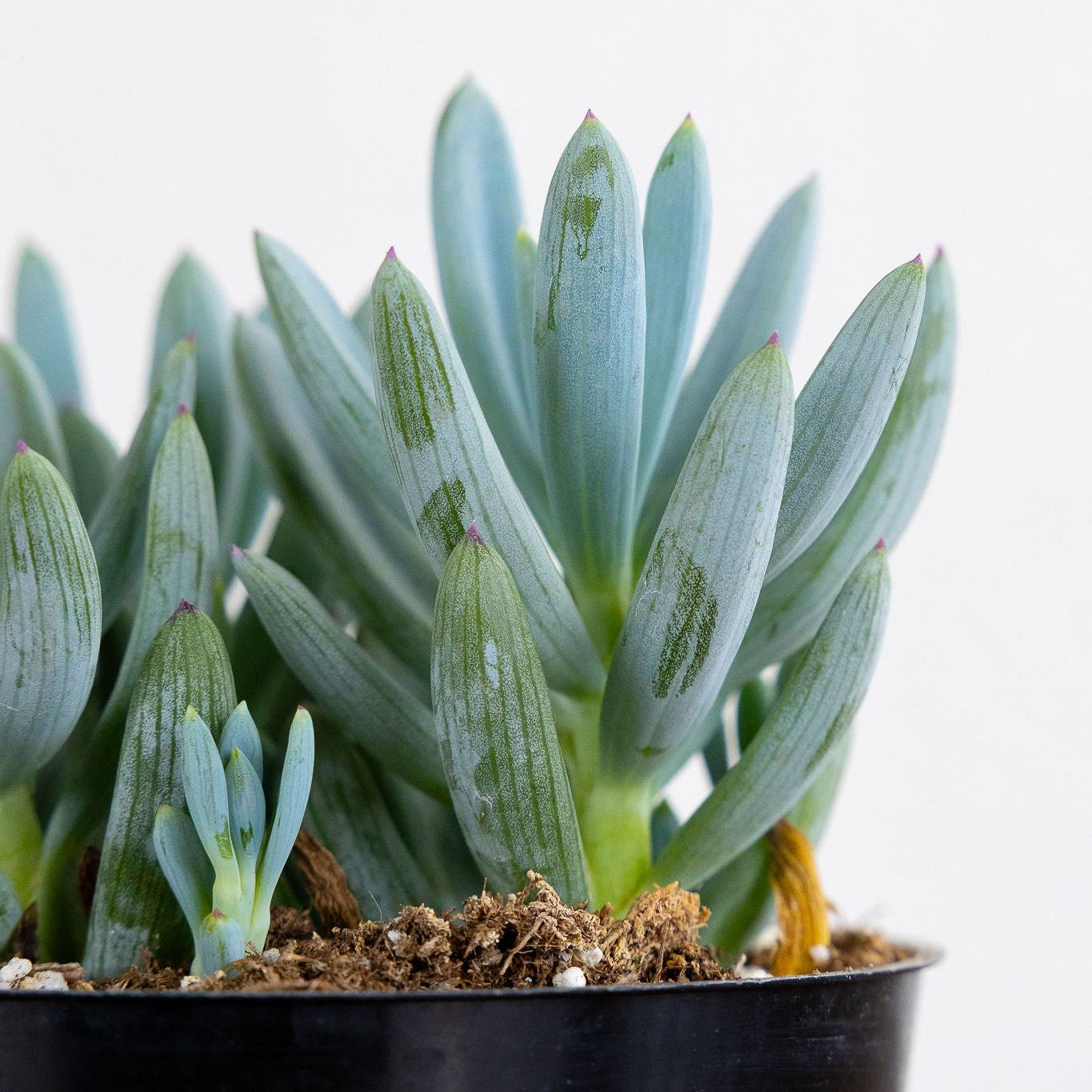 Succulent 'Blue Chalksticks'