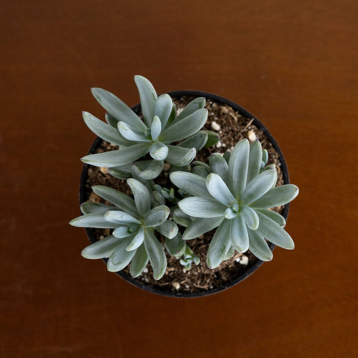 Succulent 'Blue Chalksticks'
