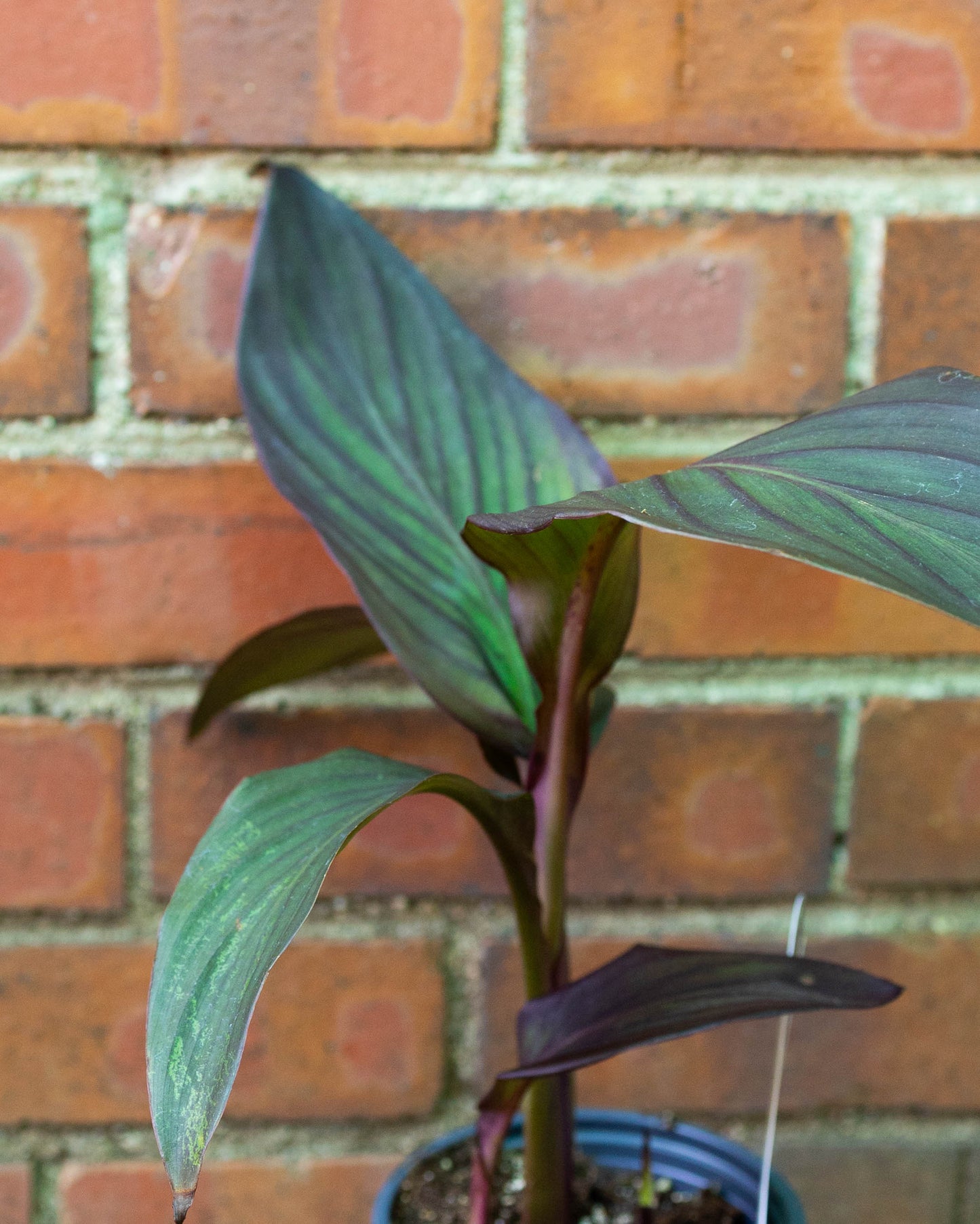 Patio Pot- Summer Pop