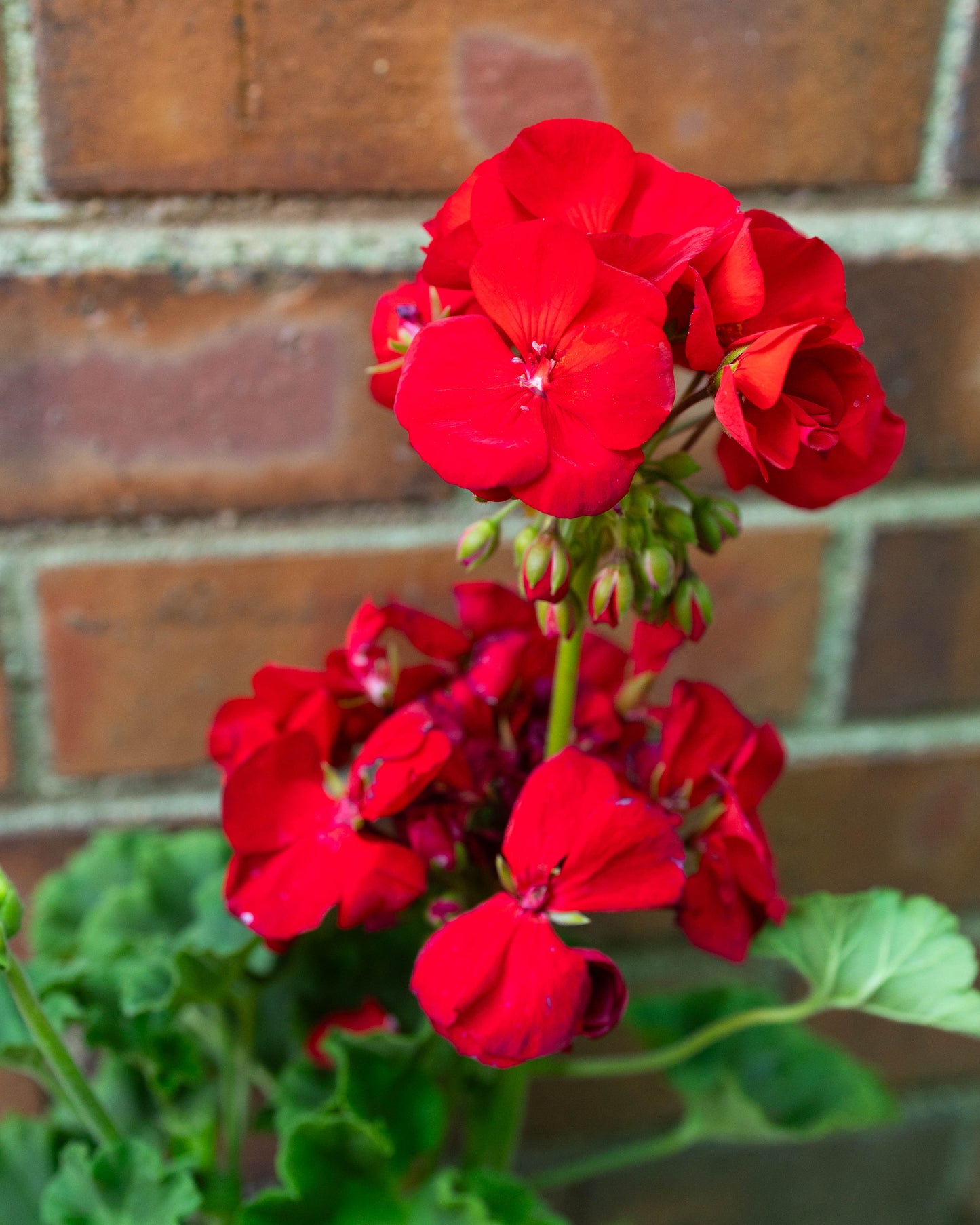 Patio Pot- Summer Pop