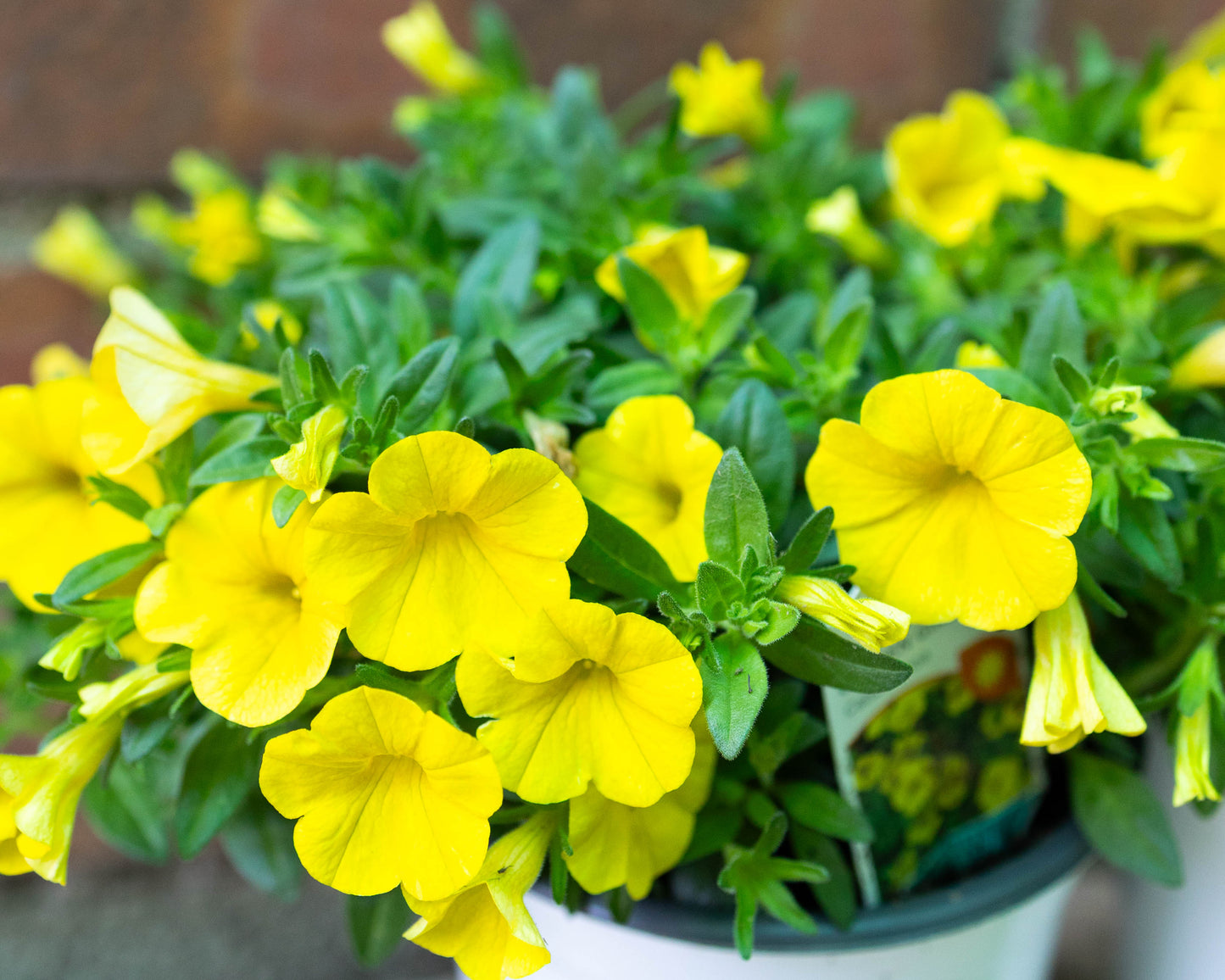 Patio Pot- Summer Pop