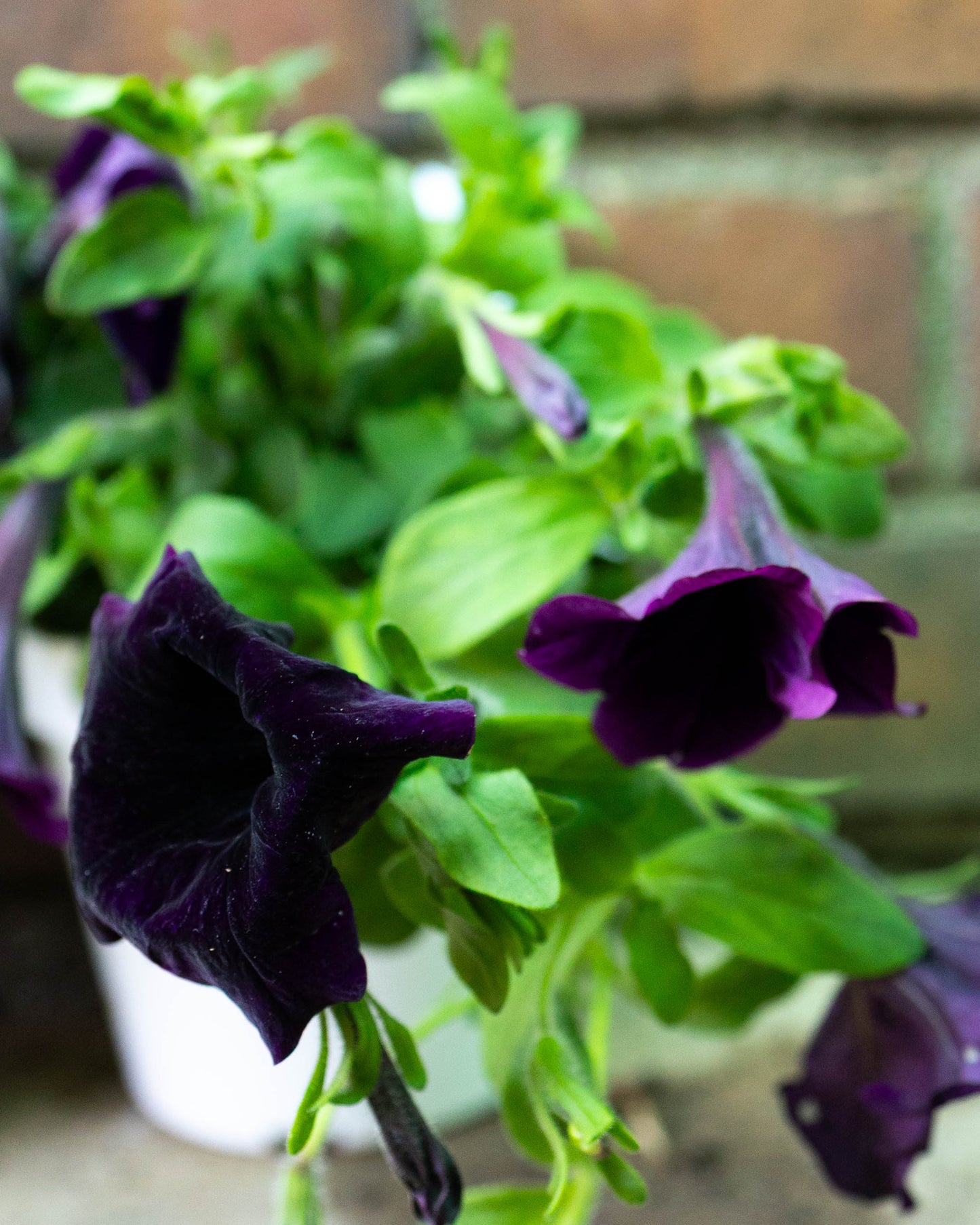 Patio Pot- Summer Pop