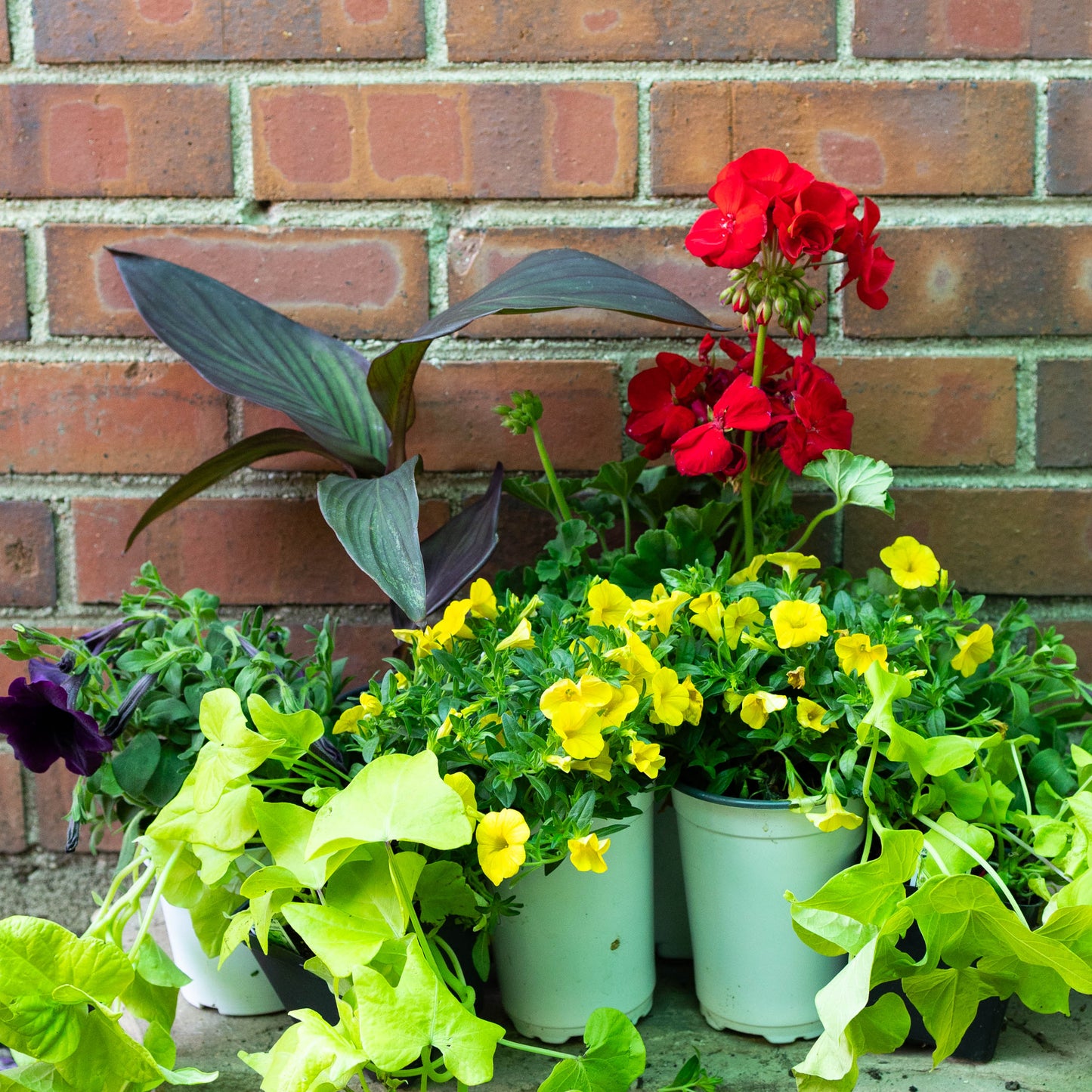 Patio Pot- Summer Pop
