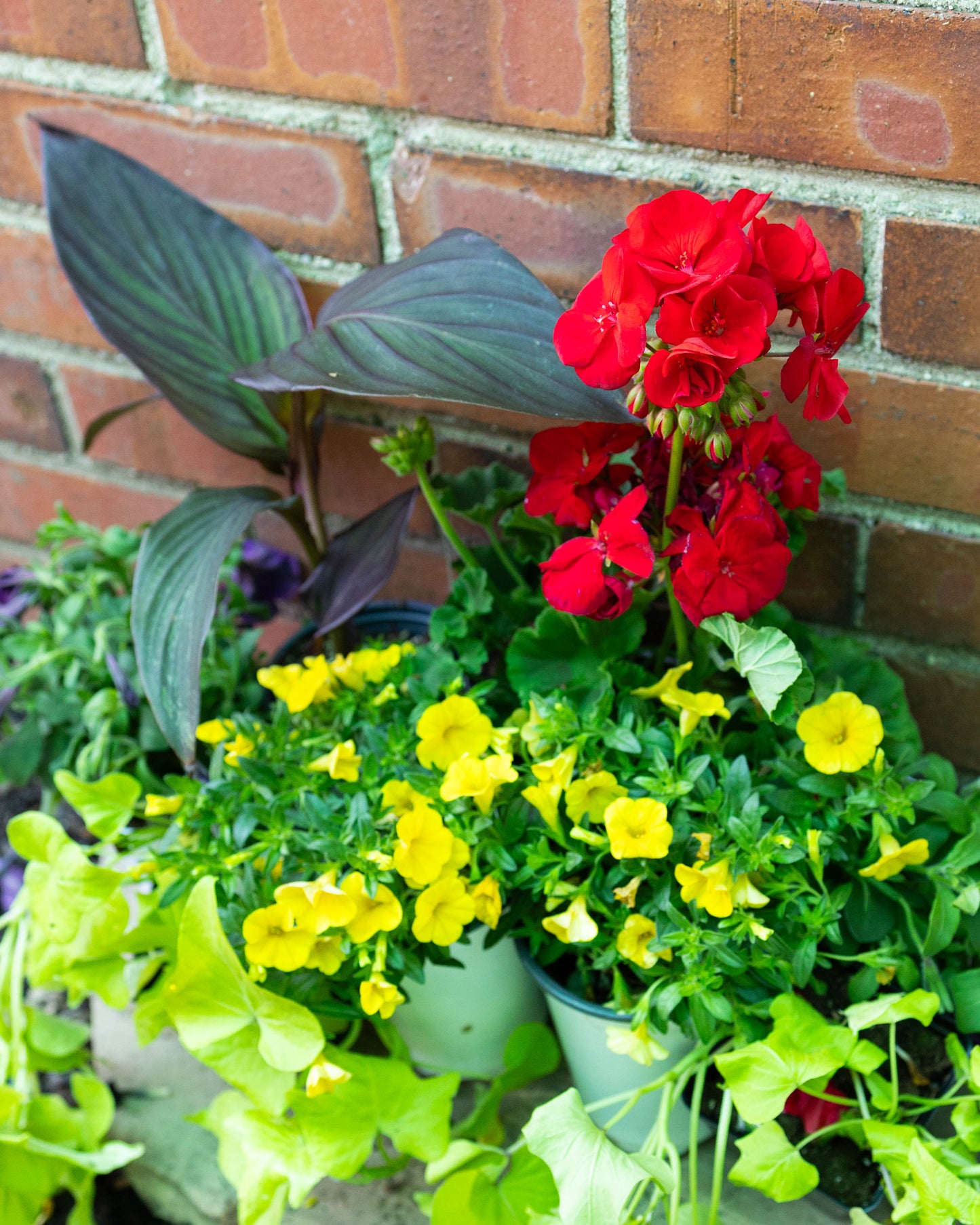Patio Pot- Summer Pop