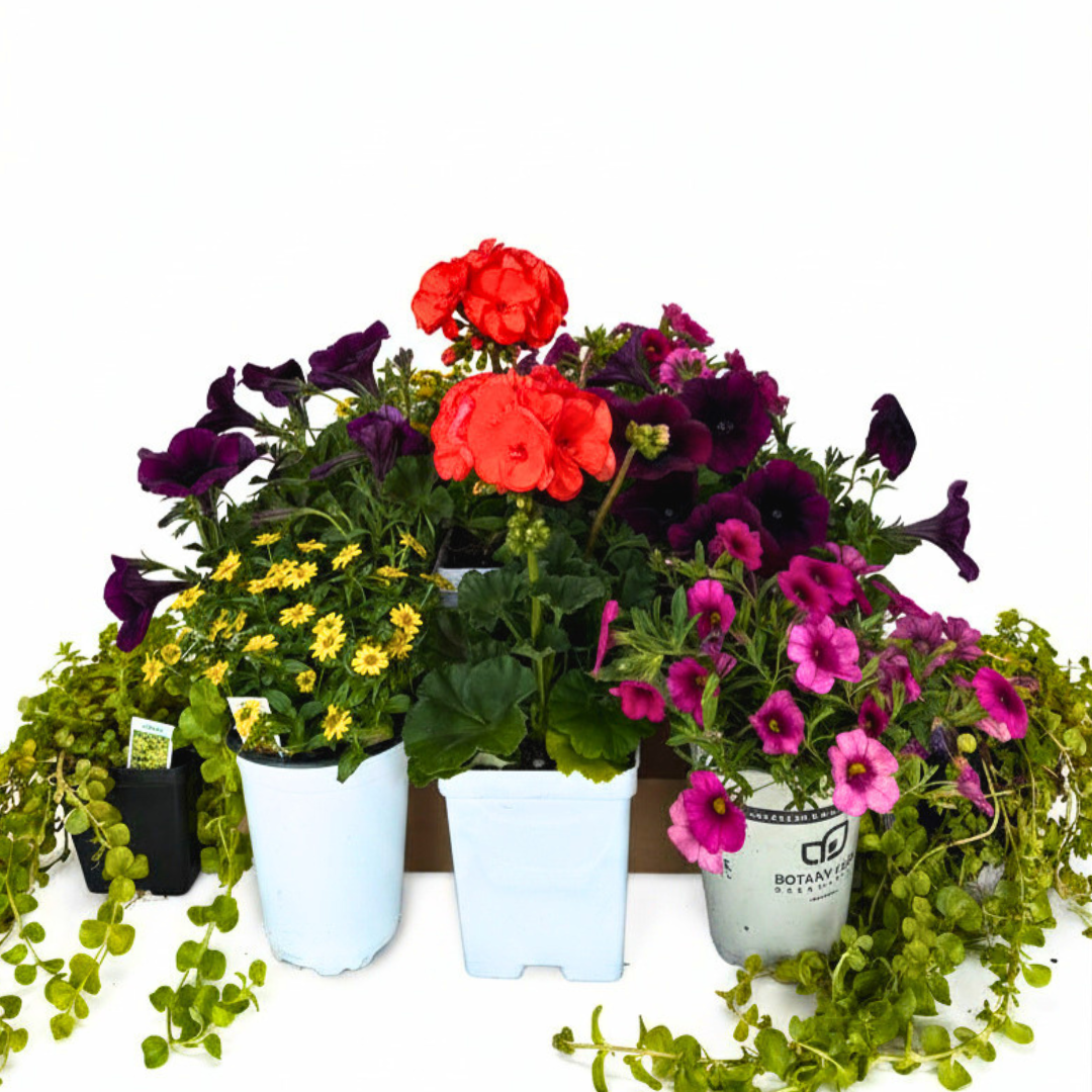 Patio Pot- Summer Pop