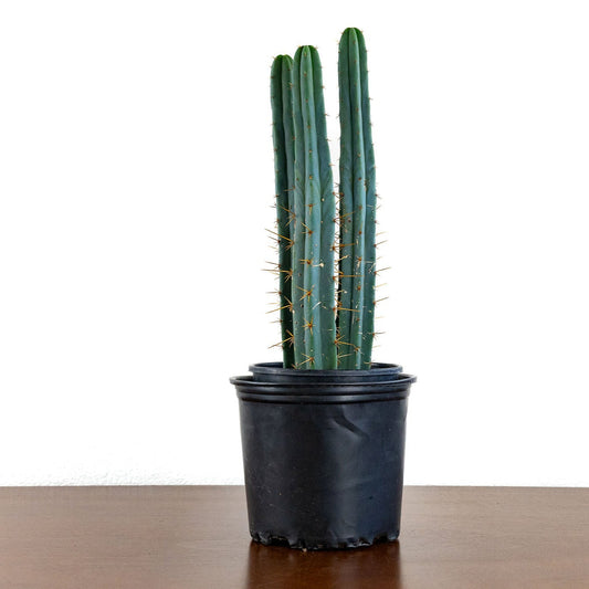 Trichocereus Bridgesii / Echinopsis Lageniformis (Bolivian Torch or Achuma)