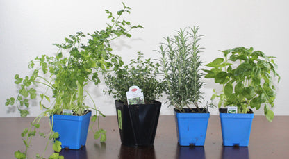 DIY- Traditional Herb Bundle