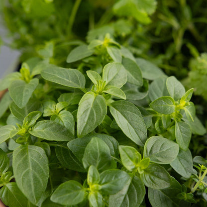 DIY- Traditional Herb Bundle
