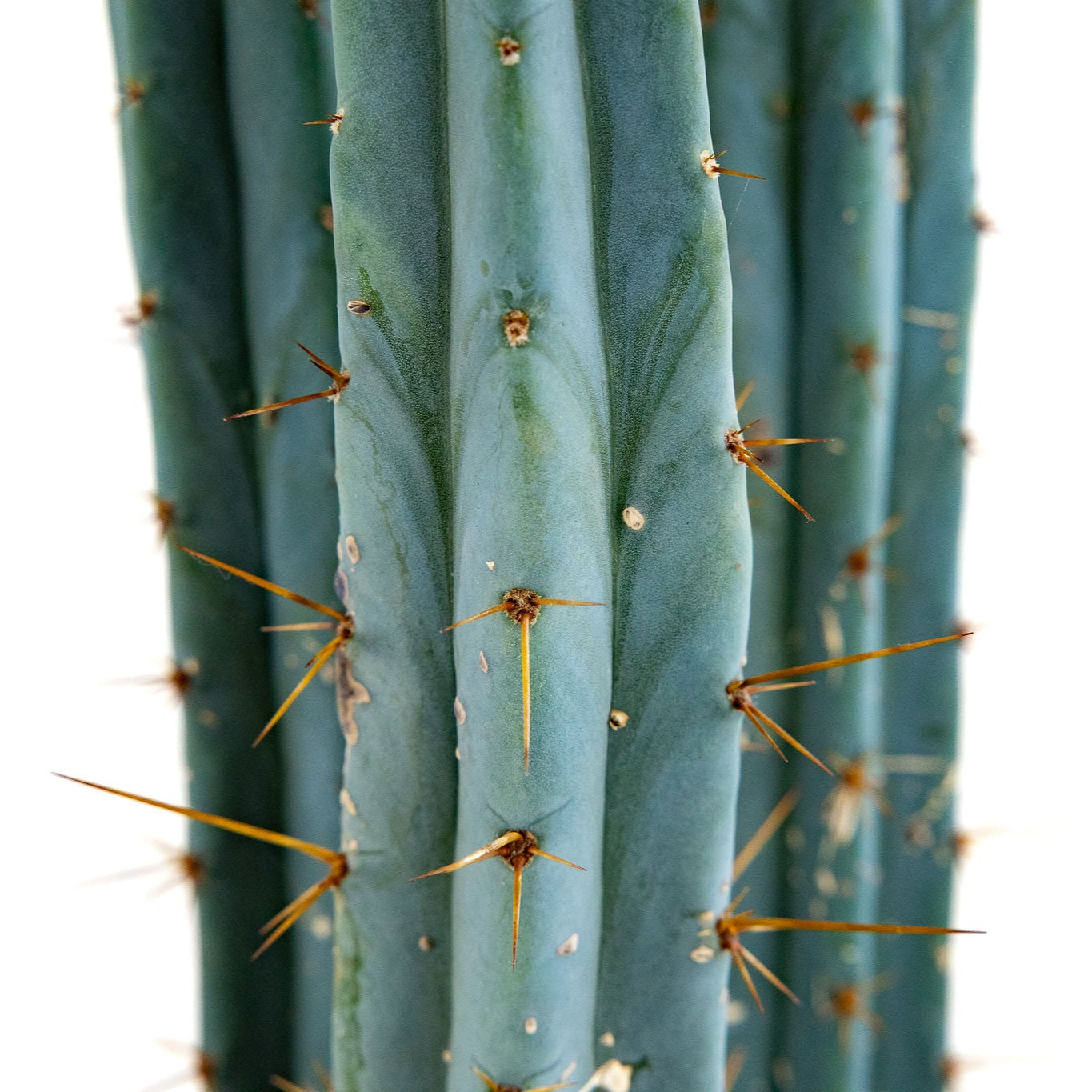 Trichocereus Peruvanus ‘Blue Ogun’