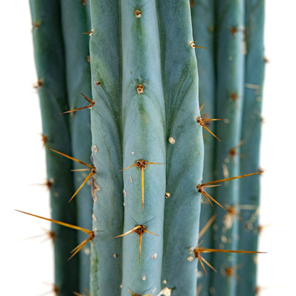 Trichocereus Peruvanus ‘Blue Ogun’