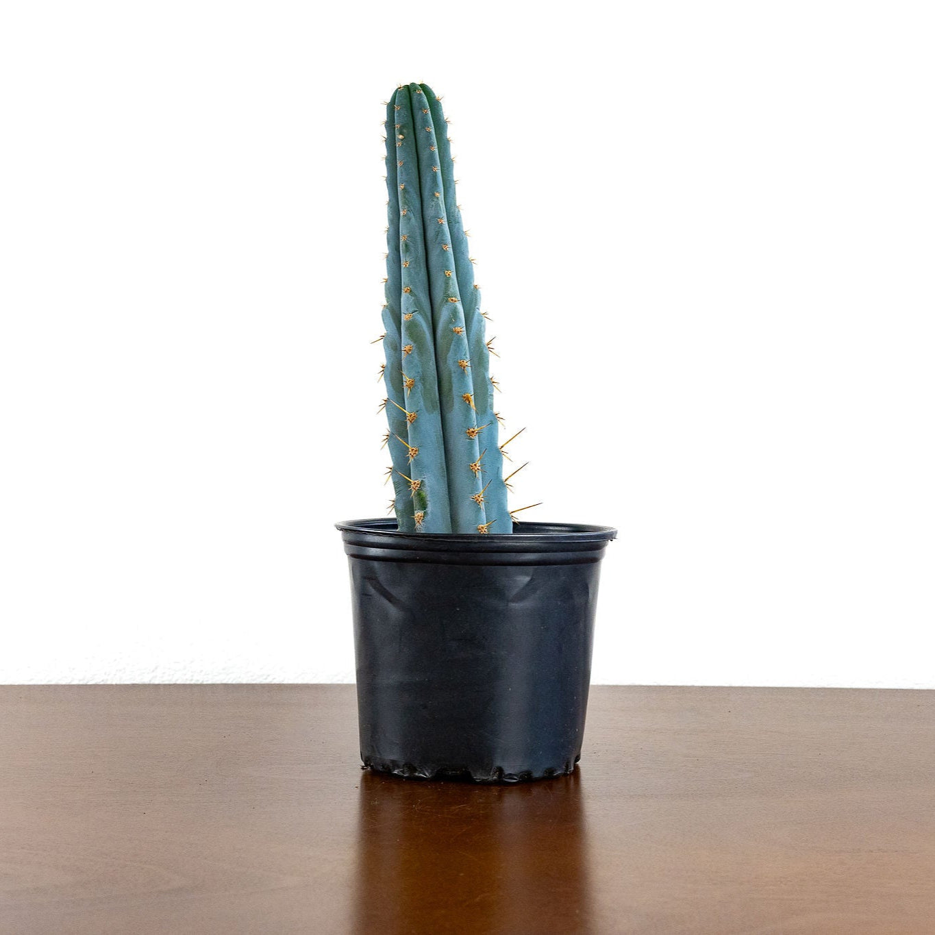 Trichocereus Peruvanus ‘Blue Ogun’