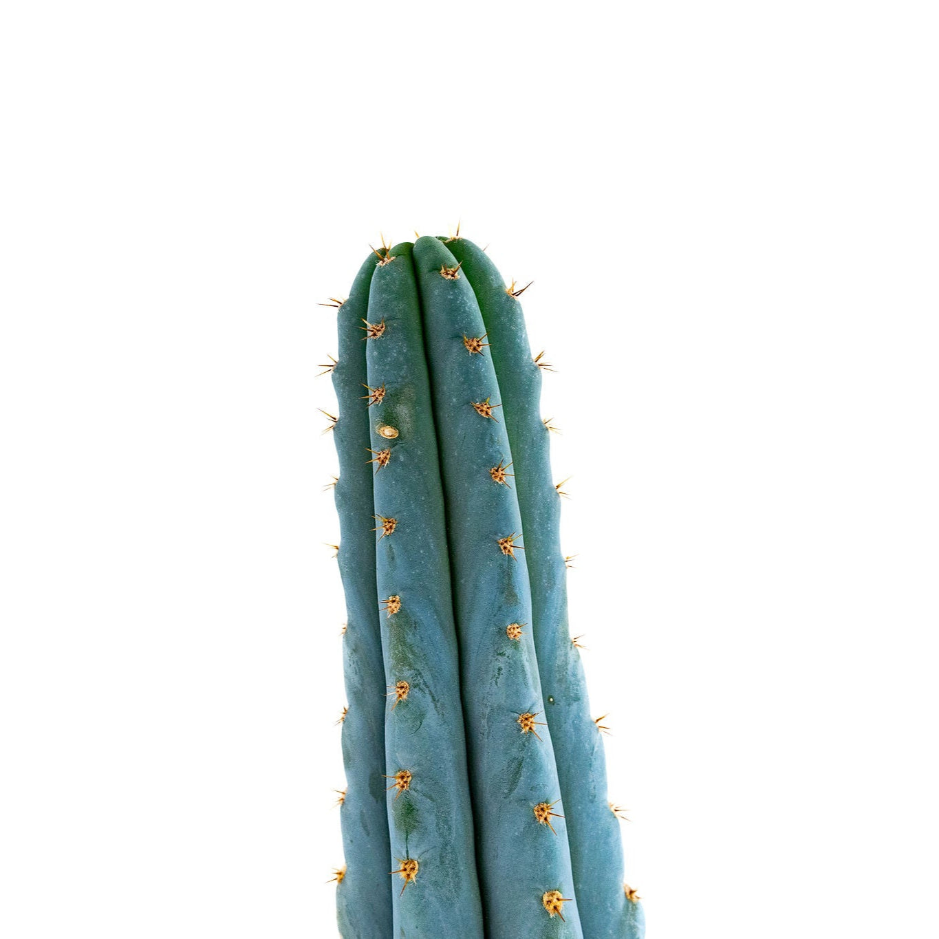 Trichocereus Peruvanus ‘Blue Ogun’