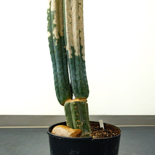 Trichocereus Scopulicola