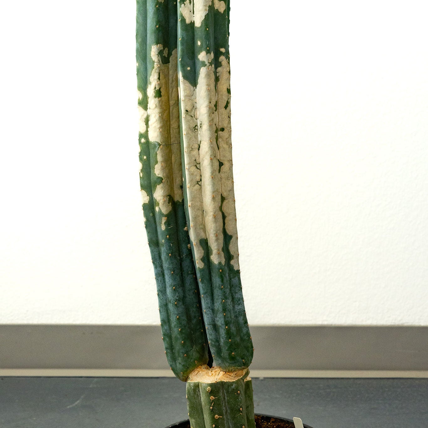 Trichocereus Scopulicola