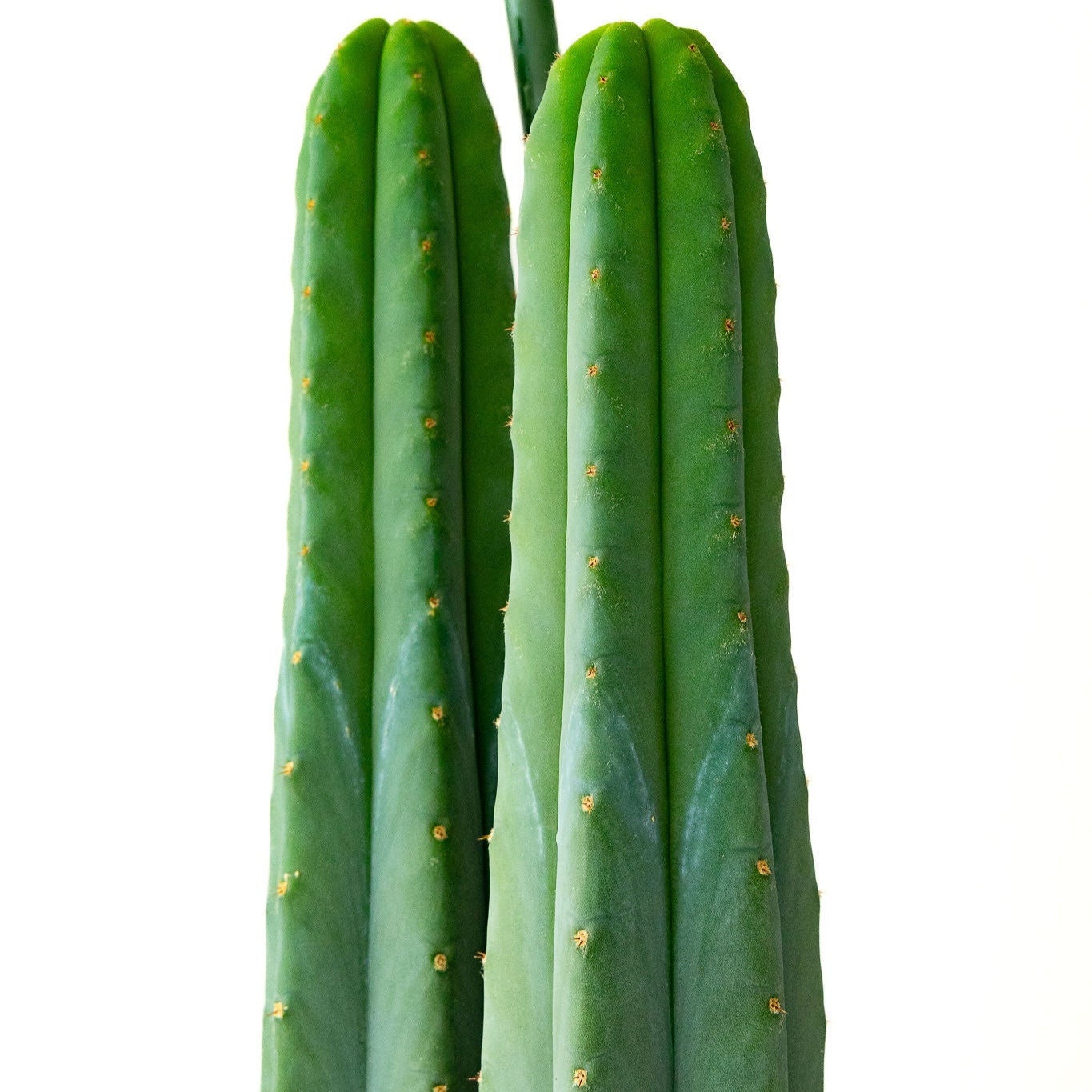 Trichocereus Scopulicola