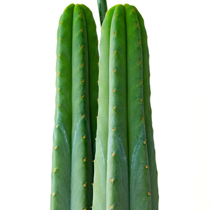 Trichocereus Scopulicola