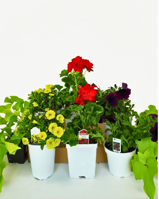 Patio Pot - Tropical Paradise